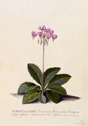 Aricula ursi, étoile filante, vers 1744