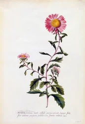 Aster, vers 1743 gravure colorée à la main
