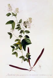 Bauhinia, vers 1745 gravure coloriée à la main