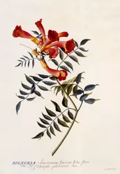 Bignonia Americana, c.1743