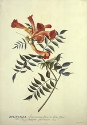 Bignonia americana, aquarelle