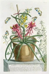 Cereus Minimus, vers 1745