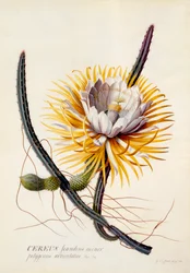 Cereus Reine de la Nuit, gravure colorée à la main, vers 1744