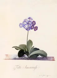 Primevère auricule Fille Amoureuse, c. 1743 gravure colorée à la main