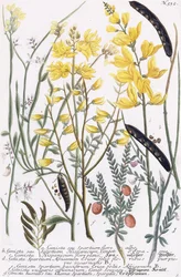 Genista