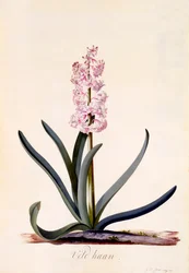Jacinthe 