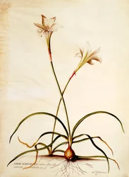 Lilio Narcissus, c.1745