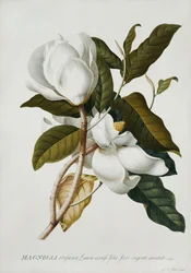 Magnolia