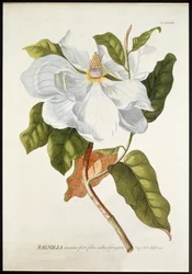 Magnolia Maxime Flore, vers 1740-1770