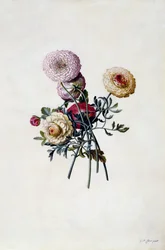 Renoncules mélangées, c.1743