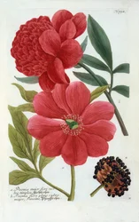 Paeonia, gravure coloriée à la main