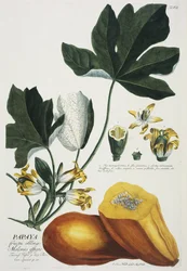 Papaye