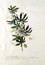 Fleur de la passion