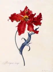 Perroquet Rouge, vers 1744, gravure colorée à la main