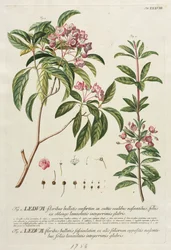 Plantae Selectae : No. 38