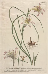Plantae Selectae : No. 39 - Lilio-Gladiolus