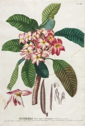 Plantae Selectae : No. 41