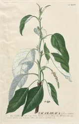 Plantae Selectae : N° 46 - Tacamahaca