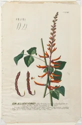 Plantae Selectae : No. 58 - Corallodendron