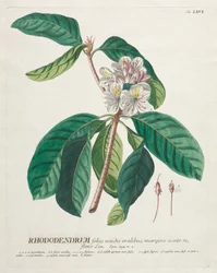 Plantae Selectae : No. 66 - Rhododendron