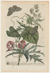 Plantae et papiliones rariores: No. 7