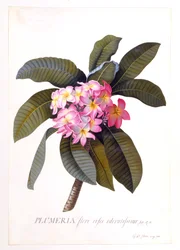 Plumeria, vers 1744, gravure coloriée à la main