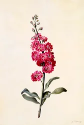 Matthiola incana, vers 1746 gravure coloriée à la main