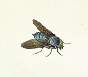 Le taon, 18ème siècle