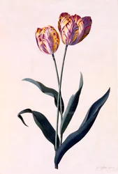 Tulipe, vers 1744 gravure coloriée à la main