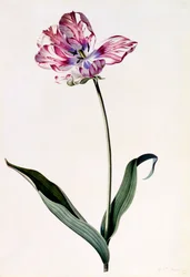 Tulipe, vers 1745, gravure coloriée à la main