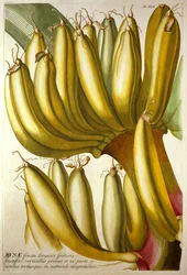 Jeunes bananes, de "Plantae Selectae" de C. J. Trew