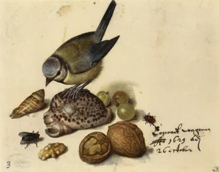 Nature morte avec mésange bleue, coquillages, fruits et insectes