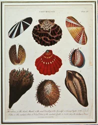 Bivalves, planche XV de 