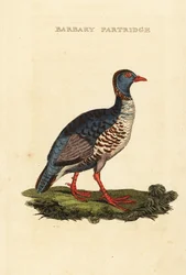 Perdrix gambra, Alectoris barbara