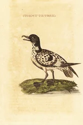 Pétrel de Wilson, Daption capense