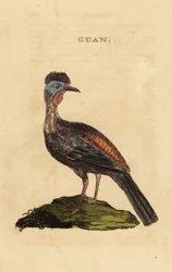 Guan à crête, Penelope purpurascens