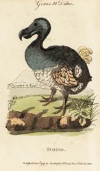Dodo éteint, Raphus cucullatus (Didus ineptus)