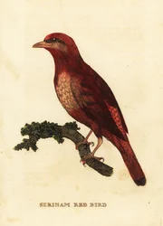 Cotinga rouge de Guyane, Phoenicircus carnifex