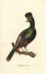 Touraco de Guinée ou touraco vert, Tauraco persa