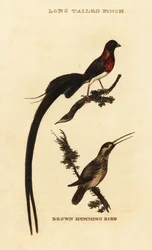 Veuve paradis à longue queue, Vidua paradisaea et Colibri roux, Selasphorus rufus