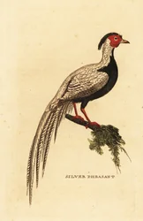 Faisan argenté, Lophura nycthemera