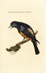 Tangara à poitrine argentée, Tangara velia