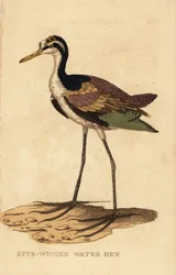 Jacana noir, Jacana jacana