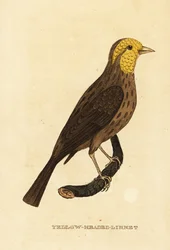 Gros-bec jaune, Pheucticus chrysopeplus