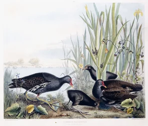 Gallinule d