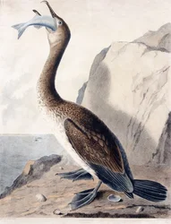 Cormoran (de la première année), c.1841