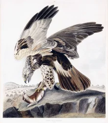 Buse Pattue (Femelle), c.1841 (gravure coloriée à la main)