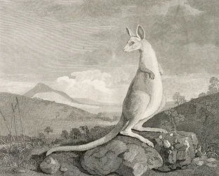 Un animal trouvé sur la côte de la Nouvelle-Hollande, appelé Kangourou, c.1773 (gravure, eau-forte)