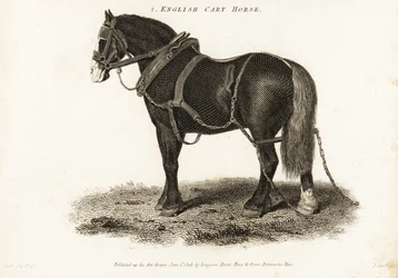 Cheval de trait anglais ou Shire