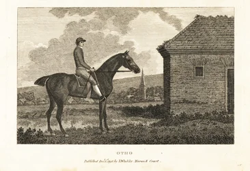 Portrait du cheval de course pur-sang Otho